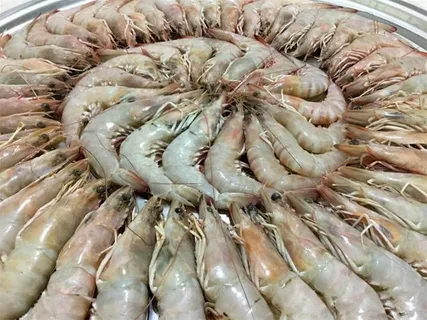 تصویر 2 از فروش میگو سر تیز و تازه + قیمت خرید به صرفه